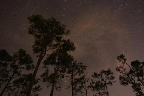 Pine Tree Silhouettes Stock Photos