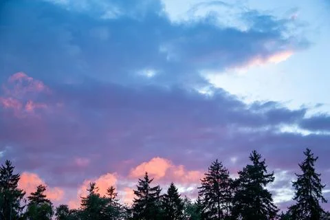 Pine Tree Silhouettes Under Pink and Purple Sunset Sky Stock Photos