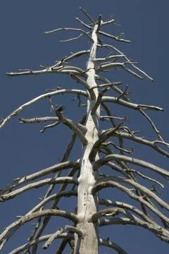 Pine tree skeleton Stock Photos