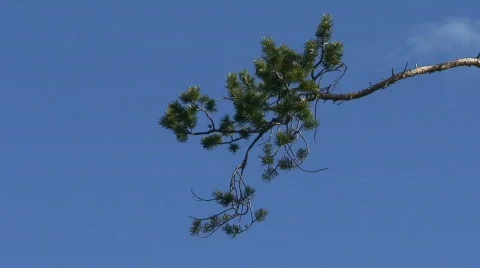 Pine tree on sky background Stock Footage 778664