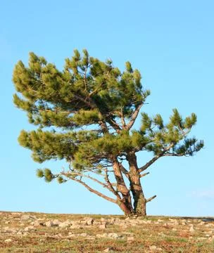 Pine tree on sky background Stock Photos