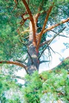 Pine tree on sky background Stockfoto's