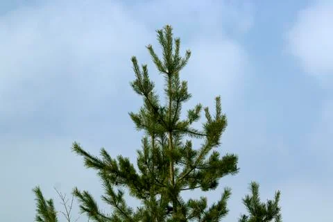Pine tree with sky in the background Stock Photos