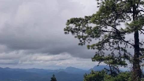 Pine tree on sky with clouds background. Stock Footage 114543196