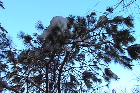Pine Tree in the sky Stock Footage 1067978
