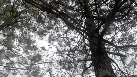 Pine tree sky rays Stock Footage 149856798