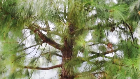 Pine tree sky rays Stock Footage 149857010