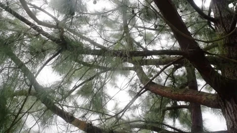 Pine tree sky rays Stock Footage 149857072