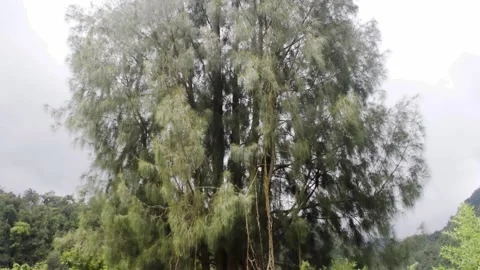 Pine tree sky rays Stock Footage 150076204