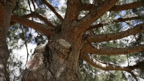 Pine tree, slow motion Stock Footage 234239162