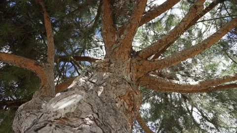 Pine tree, slow motion Stock-Footage 234239165