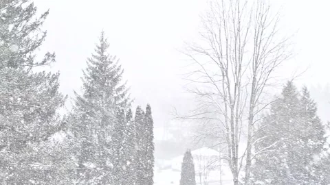 Pine tree slow motion video of heavy snow fall Stock Footage 257457184