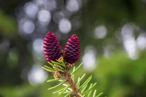 Pine tree with small dark violet cones in the forest closeup Stock Photos