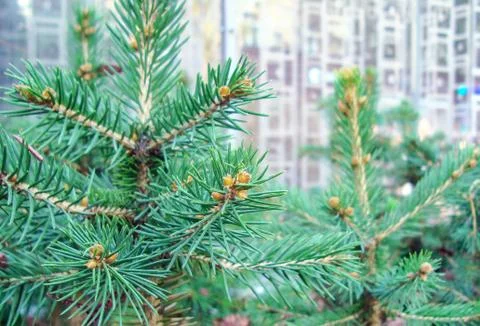 Pine tree with small nascent cones. Spruce shoots. Stock Photos