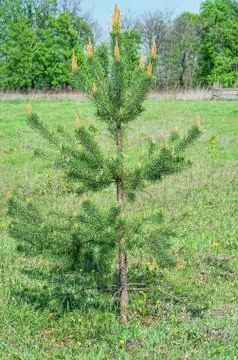 Pine tree small Stock Photos