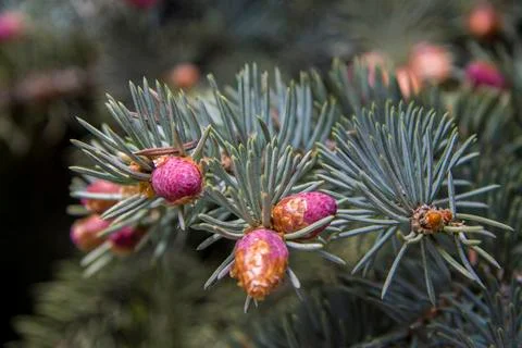Pine tree with small violet cones in the forest closeup Stock Photos