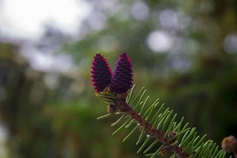 Pine tree with small violet cones in the forest closeup Stock Photos