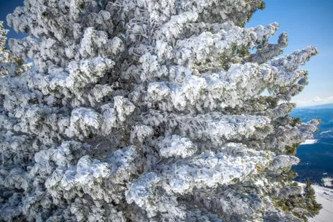 Pine tree in the snow and the blue sky. Foto stock