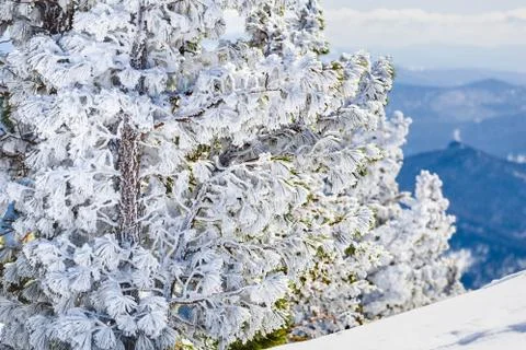 Pine tree in the snow and the mountain landscape Stock Photos