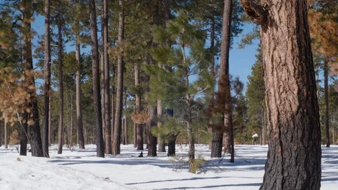 Pine Tree in the Snow Blowing in the Wind 4k Stock Footage 122523452