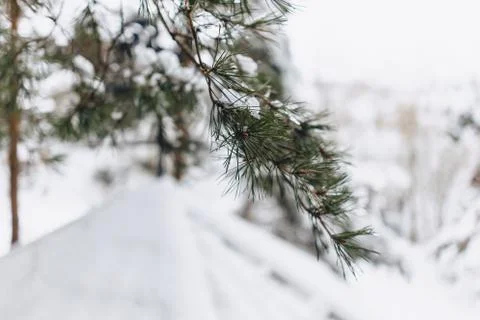 Pine tree in the snow cover above the roof with snow Stock Photos