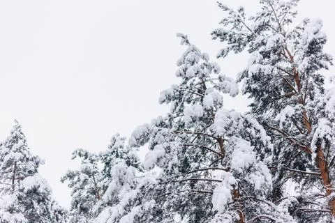Pine tree in the snow cover Stock Photos