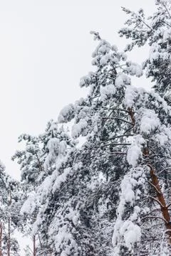 Pine tree in the snow cover Stock Photos