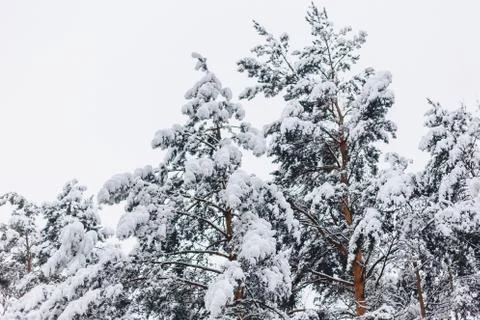 Pine tree in the snow cover Stock Photos
