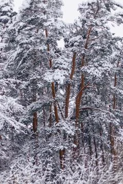 Pine tree in the snow cover Stock Photos
