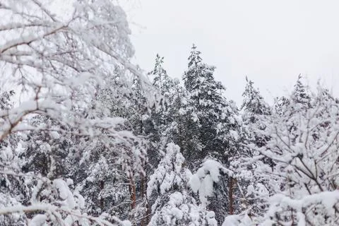 Pine tree in the snow cover Foto stock