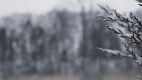 Pine tree with snow-covered branches 스톡 동영상 302311701