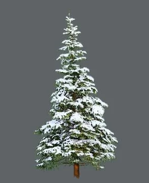 Pine Tree with Snow, Digital Painting on White background Stock Illustration