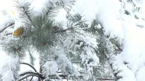 Pine tree with snow Stock Footage 11633951