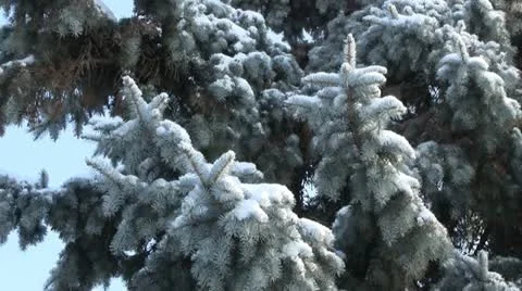 Pine tree in snow Видео 15730554