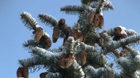 Pine tree in snow Видео 15747280
