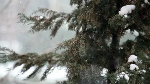 Pine tree with snow 動画素材 21991076