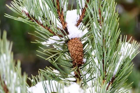 A pine tree with snow on it and a pinecone on it Stock Photos