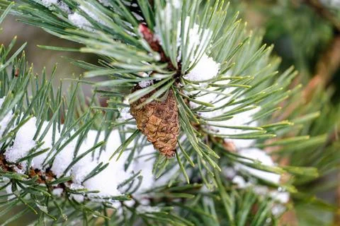A pine tree with snow on it and a pinecone on a branch Stock Photos