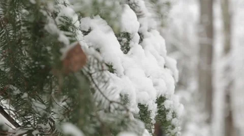 Pine tree with snow on leaves Stock Footage 52551274