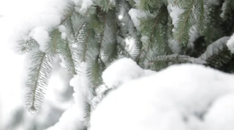 Pine tree with snow on leaves pan Stock Footage 52551293