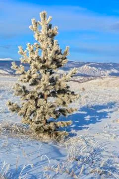 Pine tree in the snow Stock Photos