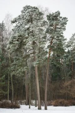 Pine tree with snow Foto stock