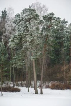 Pine tree with snow Stock Photos