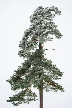 Pine tree with snow Stock Photos