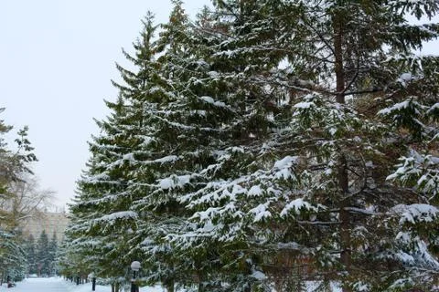 Pine tree in snow. Stock Photos