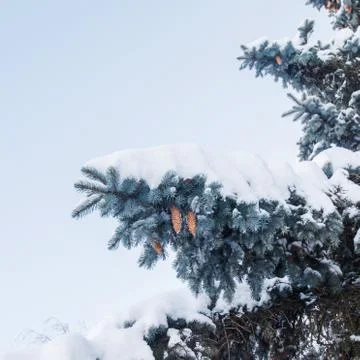 Pine tree in snow Stock Photos