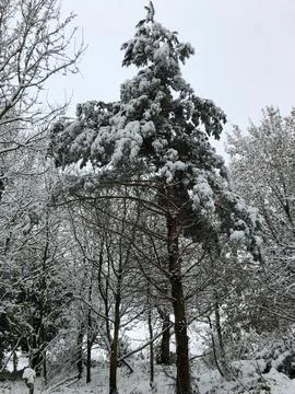Pine tree in snow Foto stock