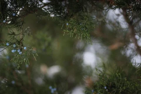 Pine tree with snow on in with seed on branch Stock Photos