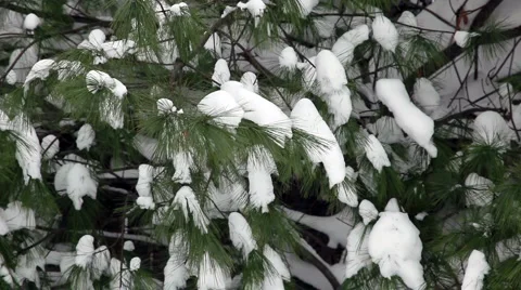 Pine Tree with Snow in the Winter Stock Footage 912633