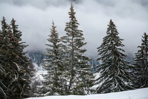 Pine tree in snow. Winter landscape of tranquil scene. Les Pleiades, Switzerl Stock Photos